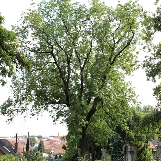 Jasan na hřbitově