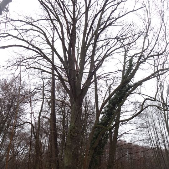 Stieleiche im Kloster Lehnin