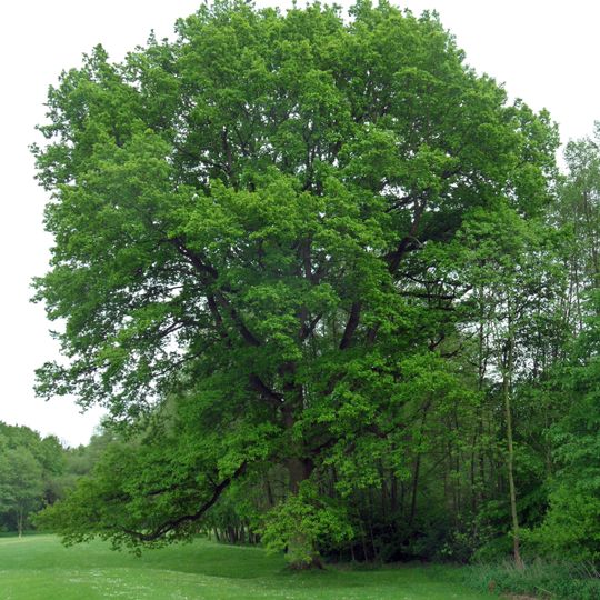 Dub letní u golfu v Poděbradech