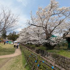大原のしだれ桜