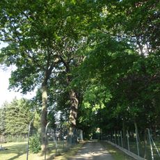 Naturdenkmal Stieleiche