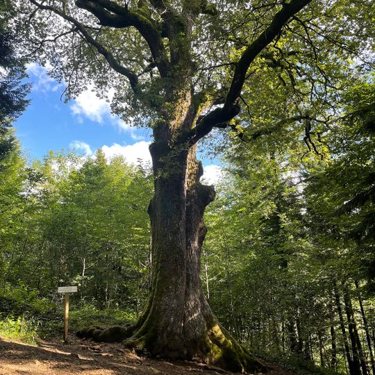 Chêne remarquable