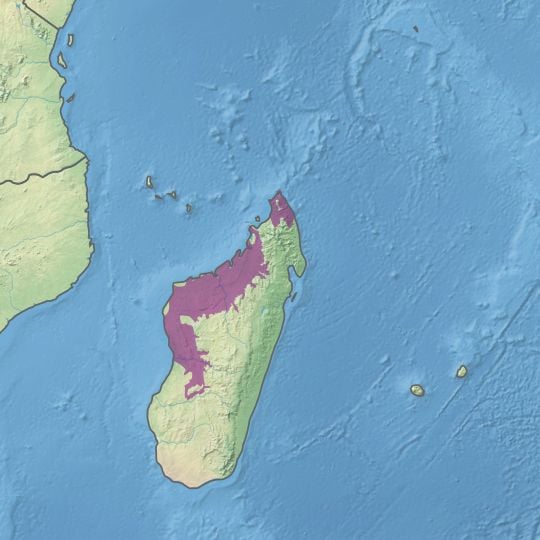Madagascar dry deciduous forests