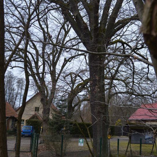 Naturdenkmal 2 Linden auf dem Forstgrundstück in der Nähe des Hauses, Kolonie Briese in Birkenwerder