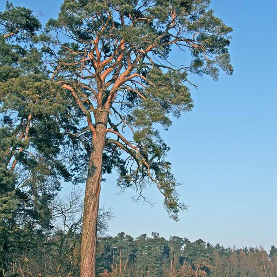 Borovice pod hradem Kunětická hora