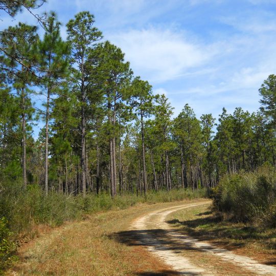 De Soto National Forest