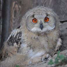 Wild- und Freizeitpark Willingen