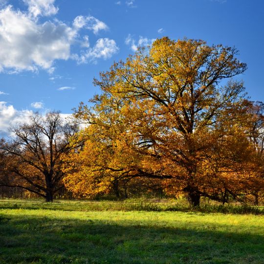Stromy ve Vintířovském parku