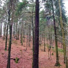 Smrk pod Hartenberkem