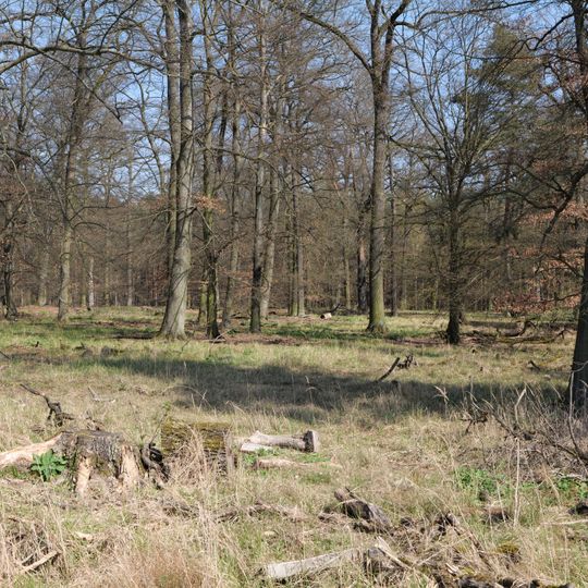 Mark- und Gundwald zwischen Rüsselsheim und Walldorf