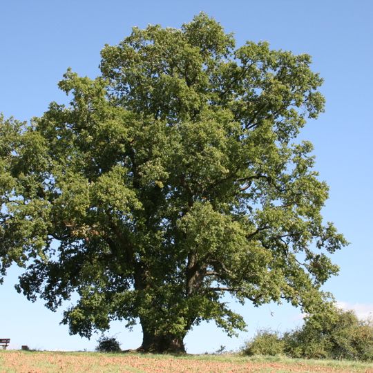 Galgeneiche von Rosenthal