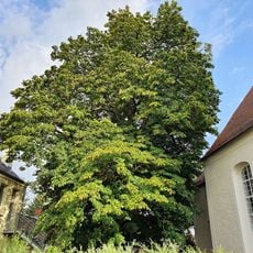Kastanie an der Kirche