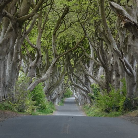 Dark Hedges