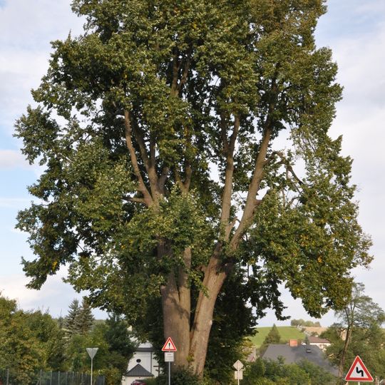 Lípa velkolistá v Olešné