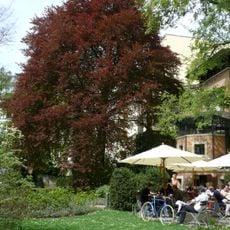 Blut-Buche Fasanenstraße 23