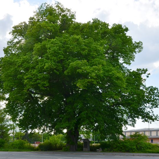 Jakobuslinde in Brilon