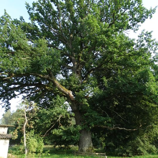 Laužėnų ąžuolas