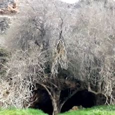 Cueva de la Vaquera
