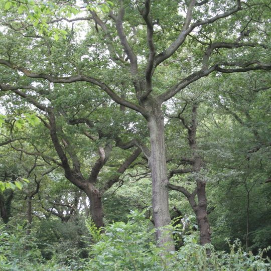 Queen's Wood