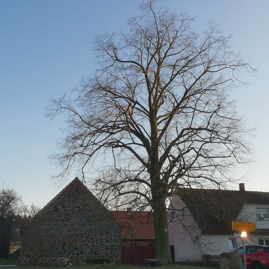 Naturdenkmal Winterlinde im Garten vor dem Wohnhaus Rutzkauer Straße 1 in Gollmitz