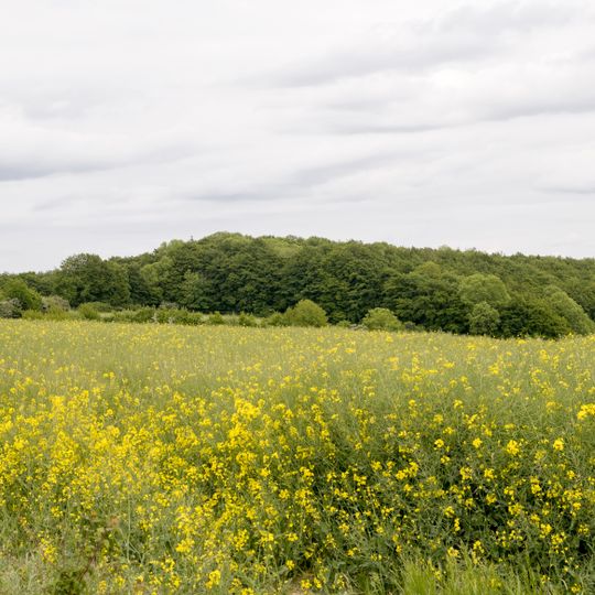 Buchenwald bei Bellenberg