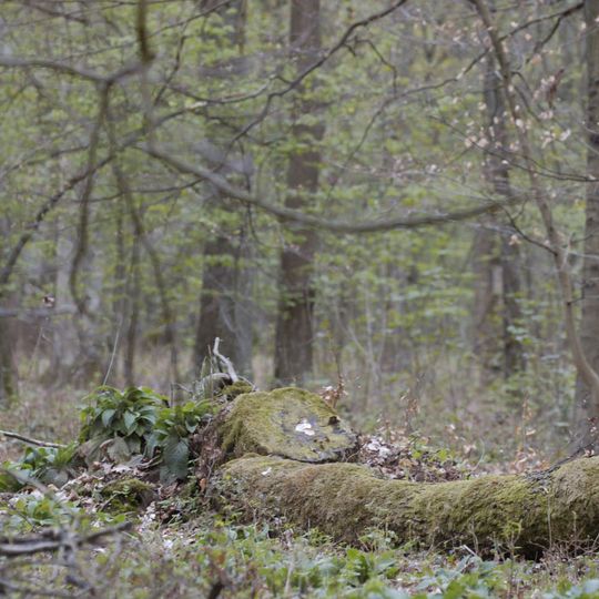 Naturwaldzelle Hinkesforst