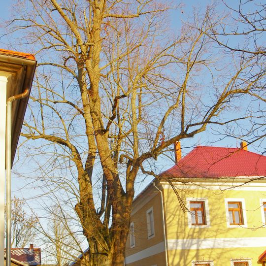 Lípa u kostela