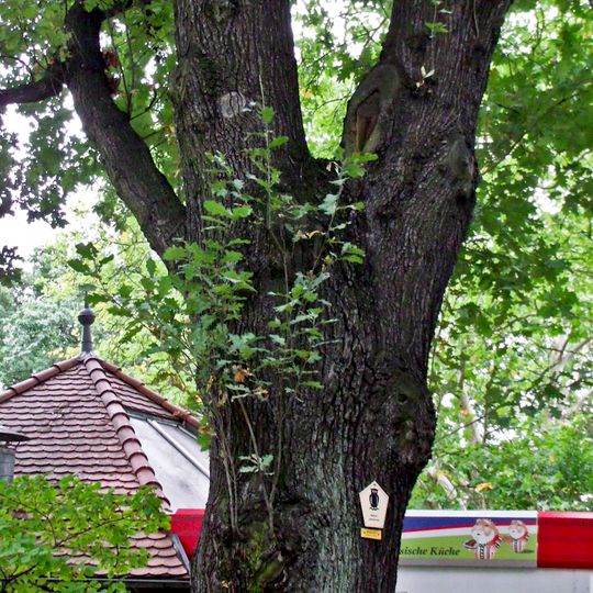Naturdenkmal [[Eichen