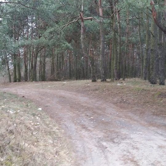 Cmentarz żydowski w Maciejowicach