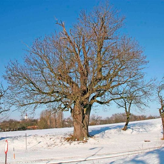 Starobydžovský jasan