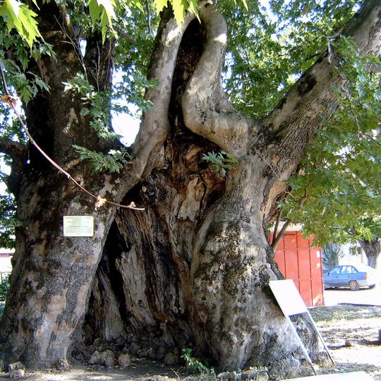 Zagradski Chinar