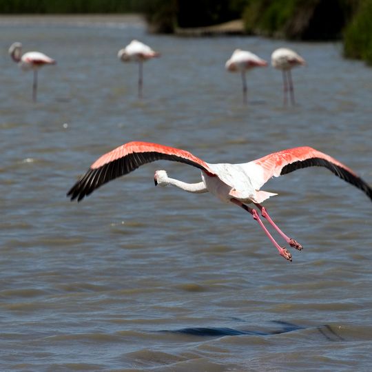Réserve naturelle nationale de Camargue