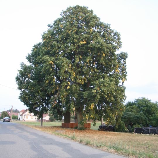 Významný strom u křížku ve Svařenově