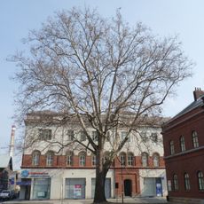 Platan u fary na Mírovém náměstí