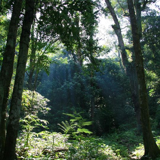 Parco nazionale di Gunung Palung