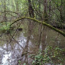 Heiligensteiner-Au Kuchl
