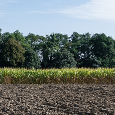 Oak and maple alley in Boleścin