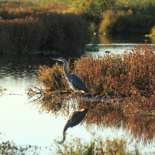 Nöbbelövs mosse med Vallkärra mader