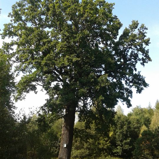 Dub letní u Pusté Polomi