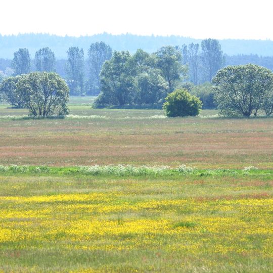 Havelländisches Luch
