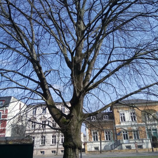 ND 656-02 Blutbuche Werder