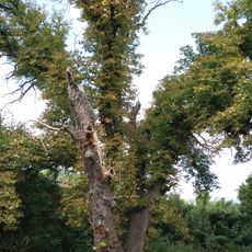 Horse-chestnut, Skliara Street, Onufriivka