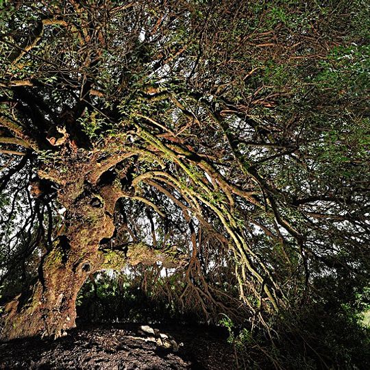 Wilde Pistazie von Ghisonaccia