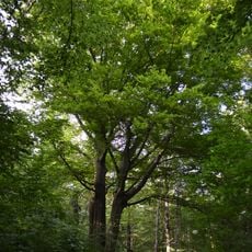 Buk lesní v Oboře Hvězda