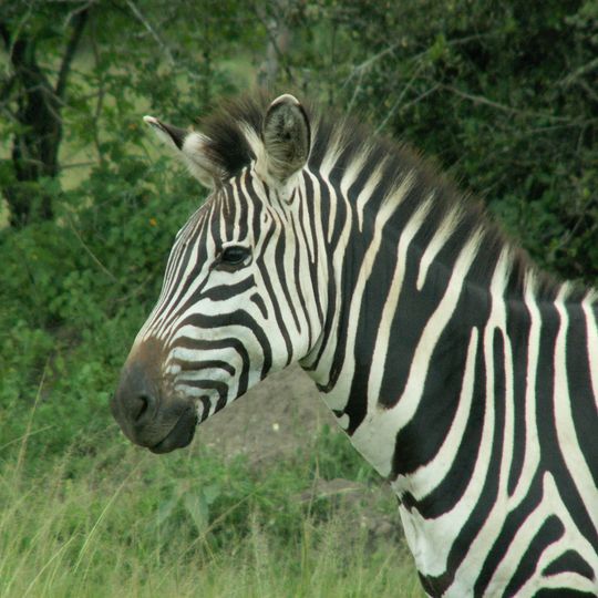Lake-Mburo-Nationalpark