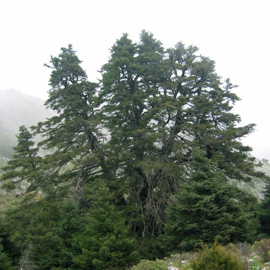 Pinsapo de las Escaleretas