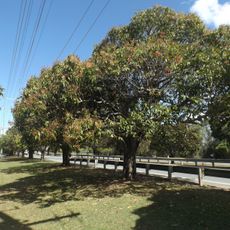 Anzac Avenue