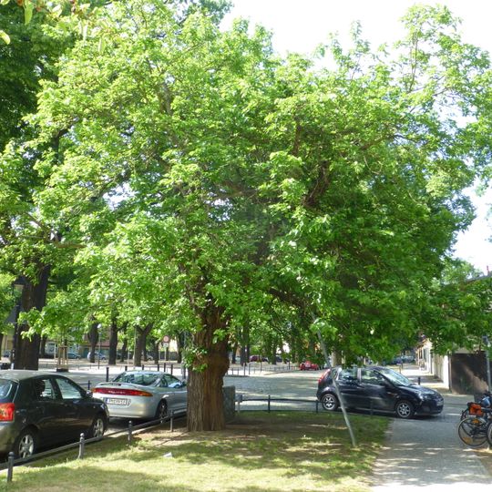 Naturdenkmal Weißer Maulbeerbaum in Babelsberg Nord Weberplatz / Ecke Lutherstraße, 14482 Potsdam; Flur 1, Flurstück 834 in Potsdam