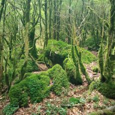 Selva de Irati