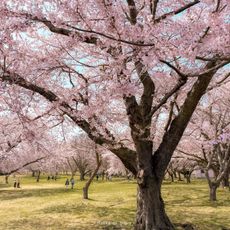 オニウシ公園